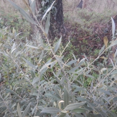 Olea europaea subsp. cuspidata (African Olive) at Mawson, ACT - 7 Aug 2017 by MichaelMulvaney