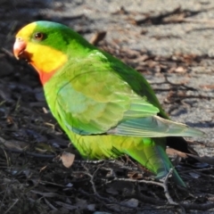 Polytelis swainsonii (Superb Parrot) at Wanniassa, ACT - 8 Aug 2017 by JohnBundock