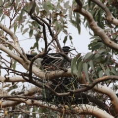 Gymnorhina tibicen (Australian Magpie) at Higgins, ACT - 6 Aug 2017 by Alison Milton