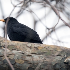 Turdus merula at Higgins, ACT - 7 Aug 2017 08:17 AM