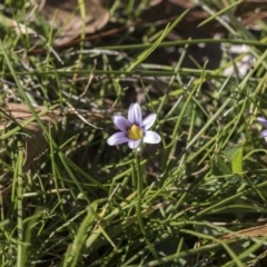 Romulea minutiflora (Small-flowered Onion Grass) at Higgins, ACT - 8 Aug 2017 by AlisonMilton