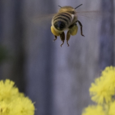 Apis mellifera (European honey bee) at Higgins, ACT - 8 Aug 2017 by AlisonMilton