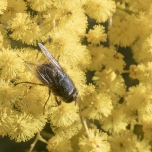 Calliphora sp. (genus) at Higgins, ACT - 8 Aug 2017