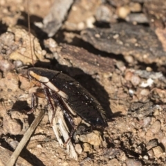 Drymaplaneta communis at Scullin, ACT - 8 Aug 2017