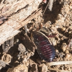 Drymaplaneta communis at Scullin, ACT - 8 Aug 2017