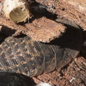 Laxta sp. (genus) at Higgins, ACT - 8 Aug 2017 02:00 PM