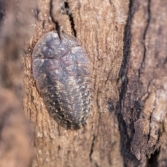 Laxta sp. (genus) at Higgins, ACT - 8 Aug 2017 02:00 PM