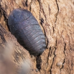 Laxta sp. (genus) (Bark cockroach) at Higgins, ACT - 8 Aug 2017 by AlisonMilton