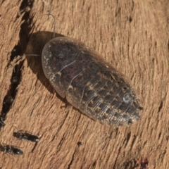 Laxta sp. (genus) at Higgins, ACT - 8 Aug 2017 01:59 PM