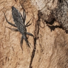 Piestolestes obscurus (Assassin bug) at Scullin, ACT - 8 Aug 2017 by AlisonMilton