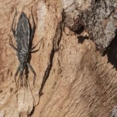 Piestolestes obscurus at Scullin, ACT - 8 Aug 2017