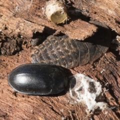 Pterohelaeus striatopunctatus (Darkling beetle) at Scullin, ACT - 8 Aug 2017 by AlisonMilton