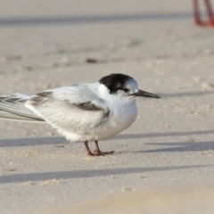 Sternula albifrons (Little Tern) at Eden, NSW - 9 Jun 2017 by Leo