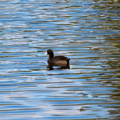 Fulica atra (Eurasian Coot) at Bega, NSW - 7 Aug 2017 by RossMannell