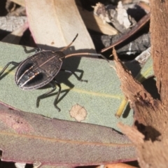 Poecilometis strigatus (Gum Tree Shield Bug) at Scullin, ACT - 8 Aug 2017 by AlisonMilton