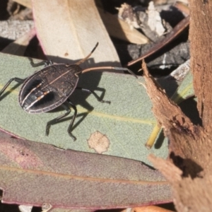 Poecilometis strigatus at Scullin, ACT - 8 Aug 2017 01:46 PM