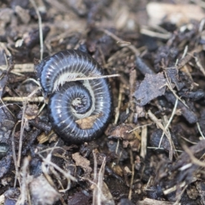 Ommatoiulus moreleti at Higgins, ACT - 8 Aug 2017 01:57 PM