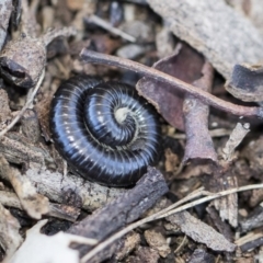 Ommatoiulus moreleti at Higgins, ACT - 8 Aug 2017