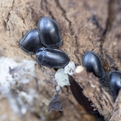 Pterohelaeus striatopunctatus (Darkling beetle) at Higgins, ACT - 8 Aug 2017 by AlisonMilton