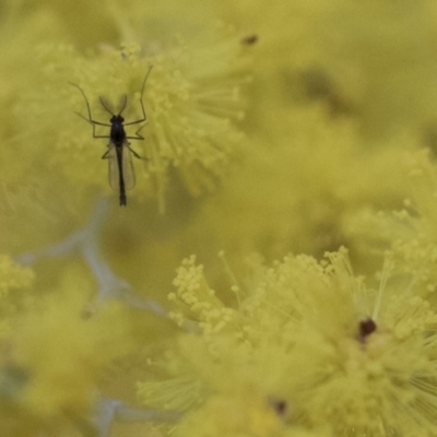 Chironomidae (family) (Non-biting Midge) at Higgins, ACT - 8 Aug 2017 by AlisonMilton