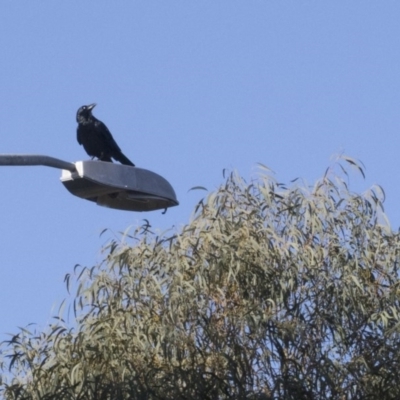 Corvus coronoides (Australian Raven) at Scullin, ACT - 8 Aug 2017 by Alison Milton