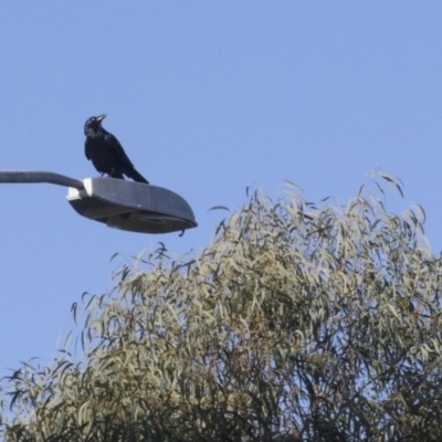 Corvus coronoides (Australian Raven) at Scullin, ACT - 8 Aug 2017 by AlisonMilton