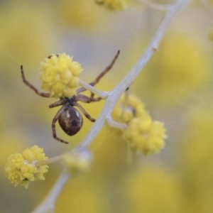 Araneus hamiltoni at Scullin, ACT - 8 Aug 2017 02:33 PM