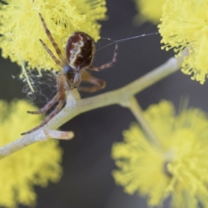 Araneus hamiltoni at Scullin, ACT - 8 Aug 2017