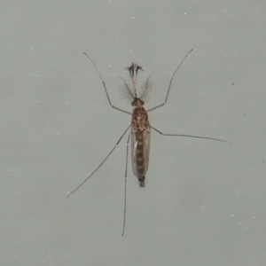 Culicidae (family) at Conder, ACT - 27 Mar 2015 10:26 PM