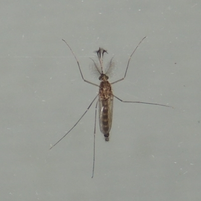 Culicidae (family) (A mosquito) at Pollinator-friendly garden Conder - 27 Mar 2015 by michaelb