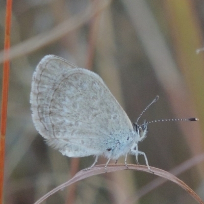 Zizina otis (Common Grass-Blue) at Stranger Pond - 28 Mar 2015 by michaelb