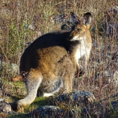 Notamacropus rufogriseus (Red-necked Wallaby) at Red Hill, ACT - 6 Aug 2017 by roymcd