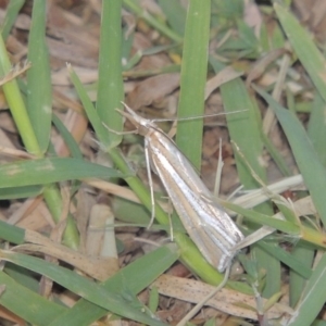 Hednota species near grammellus at Bonython, ACT - 28 Mar 2015