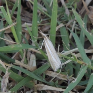 Hednota species near grammellus at Bonython, ACT - 28 Mar 2015