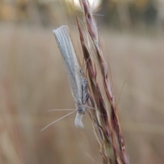 Faveria tritalis (Couchgrass Webworm) at Stranger Pond - 28 Mar 2015 by michaelb