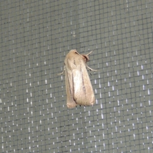 Leucania diatrecta at Conder, ACT - 29 Mar 2015 09:58 PM