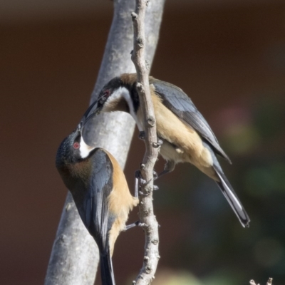 Acanthorhynchus tenuirostris (Eastern Spinebill) at Higgins, ACT - 8 Aug 2017 by Alison Milton