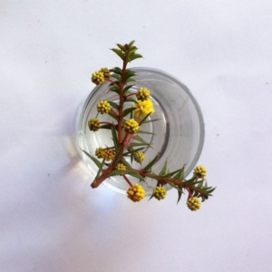 Acacia gunnii at Hughes, ACT - 8 Aug 2017 12:00 AM