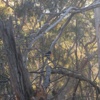 Petroica boodang (Scarlet Robin) at Majura, ACT - 9 Aug 2017 by WalterEgo