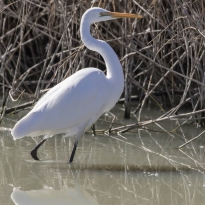 Ardea alba (Great Egret) at Phillip, ACT - 9 Aug 2017 by Alison Milton