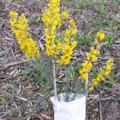 Acacia buxifolia subsp. buxifolia at Hughes, ACT - 9 Aug 2017