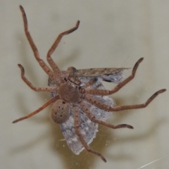 Isopeda sp. (genus) (Huntsman Spider) at Conder, ACT - 29 Mar 2015 by MichaelBedingfield