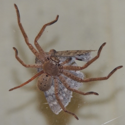 Isopeda sp. (genus) (Huntsman Spider) at Conder, ACT - 29 Mar 2015 by michaelb