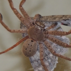 Isopeda sp. (genus) at Conder, ACT - 29 Mar 2015 11:03 PM