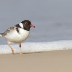 Charadrius rubricollis (Hooded Plover) at Eden, NSW - 9 Aug 2017 by Leo