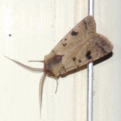 Agrotis porphyricollis (Variable Cutworm) at Conder, ACT - 29 Mar 2015 by michaelb