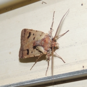 Agrotis porphyricollis at Conder, ACT - 29 Mar 2015