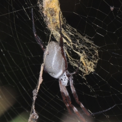 Trichonephila edulis (Golden orb weaver) at Greenway, ACT - 30 Mar 2015 by michaelb