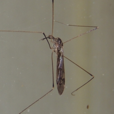 Geranomyia sp. (genus) (A limoniid crane fly) at Conder, ACT - 30 Mar 2015 by MichaelBedingfield