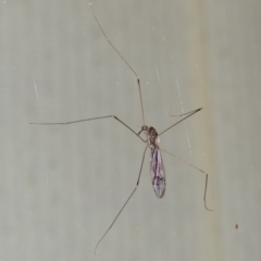 Geranomyia sp. (genus) at Conder, ACT - 30 Mar 2015